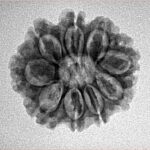 9 Mukhi Rudraksha 22.7mm 2.93gm - Inverse xray