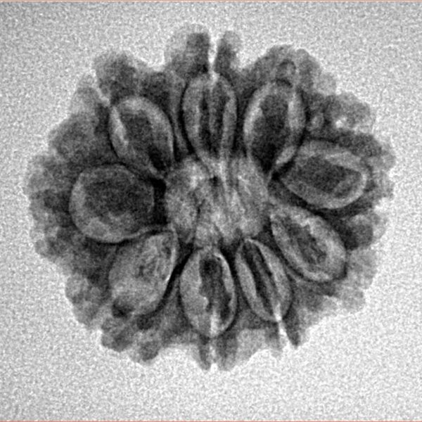 9 Mukhi Rudraksha 22.7mm 2.93gm - Inverse xray