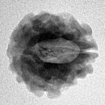 1 Mukhi Rudraksha 18.4mm 2gm - Inverse xray