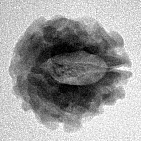 1 Mukhi Rudraksha 18.4mm 2gm - Inverse xray