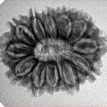 12 Mukhi Rudraksha 26mm 3.55gm - Inverse xray