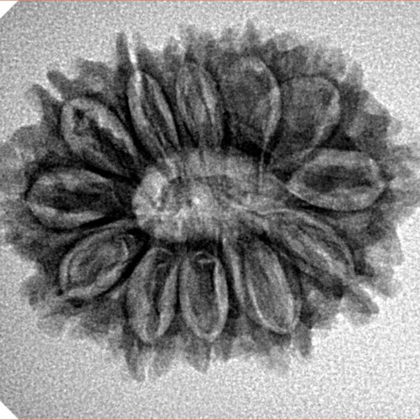12 Mukhi Rudraksha 26mm 3.55gm - Inverse xray