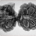 9 Mukhi G.S & Ganesh 35mm 6.1gm - Inverse xray