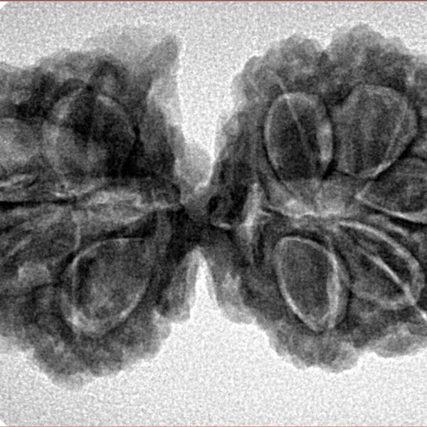 9 Mukhi G.S & Ganesh 35mm 6.1gm - Inverse xray