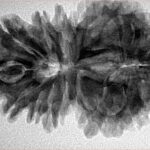 16 MK Gaurishankar 35mm 6.36gm - Inverse xray
