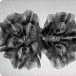 8 Mukhi G.S & Ganesh 29.6mm 4.34gm - Inverse xray
