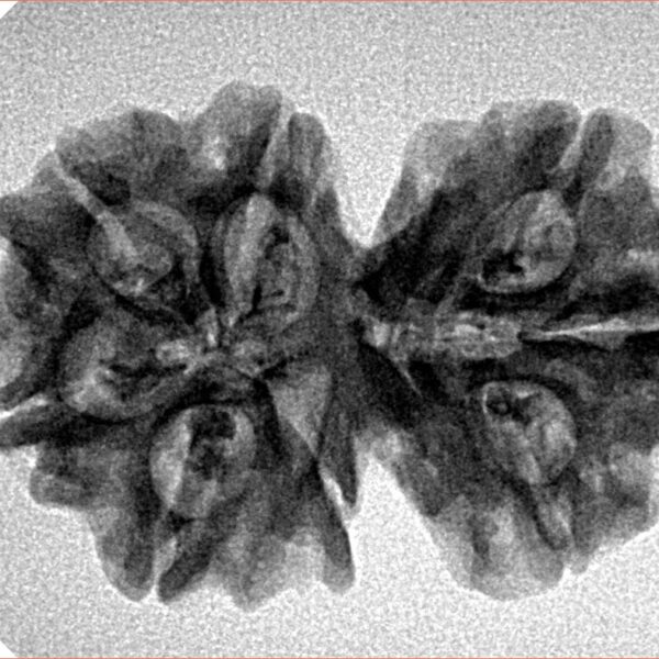 8 Mukhi G.S & Ganesh 29.6mm 4.34gm - Inverse xray
