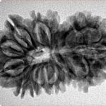 17 MK Gaurishankar 31.9mm 4.62gm - Inverse xray