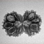 14 Mk Gaurishankar 23.8mm 2.26gm - Inverse xray