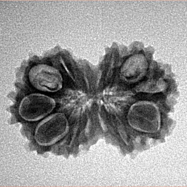 14 Mk Gaurishankar 23.8mm 2.26gm - Inverse xray