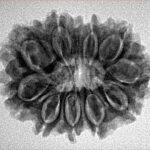 10 Mukhi Rudraksha 26.7mm 4.29gm - Inverse xray