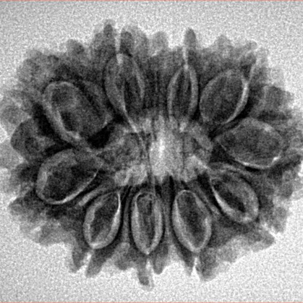 10 Mukhi Rudraksha 26.7mm 4.29gm - Inverse xray