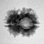 2 Mukhi Rudraksha 22.2mm 2.5gm - Inverse xray