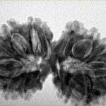 16 MK Gaurishankar 33.5mm 5.33gm - Inverse xray
