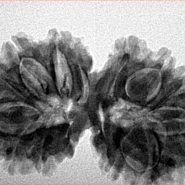 16 MK Gaurishankar 33.5mm 5.33gm - Inverse xray