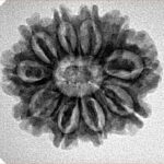 10 Mukhi Rudraksha 24.8mm 3.69gm - Inverse xray