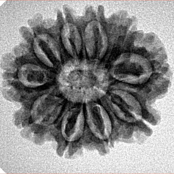 10 Mukhi Rudraksha 24.8mm 3.69gm - Inverse xray