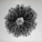8 Mukhi Rudraksha 21.1mm 2.8gm - Inverse xray