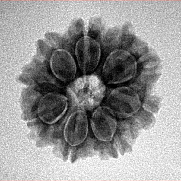 8 Mukhi Rudraksha 21.1mm 2.8gm - Inverse xray