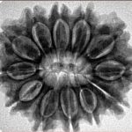 12 Mukhi Rudraksha 29mm 5.78gm - Inverse xray