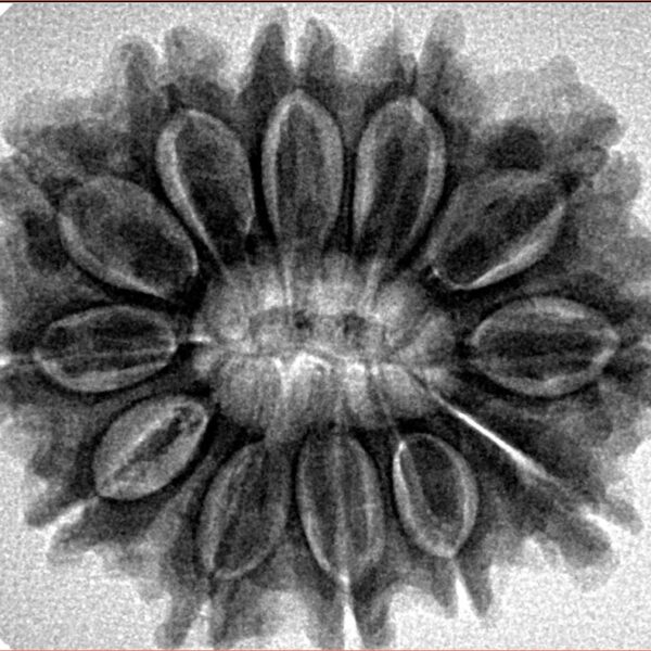 12 Mukhi Rudraksha 29mm 5.78gm - Inverse xray