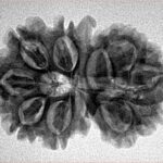 11 Mukhi G.S & Ganesh 29mm 4.43gm - Inverse xray