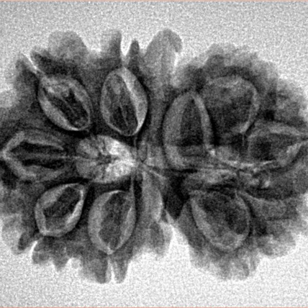 11 Mukhi G.S & Ganesh 29mm 4.43gm - Inverse xray