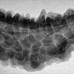 1 Mukhi Rudraksha 39.7mm 5.51gm - Inverse xray