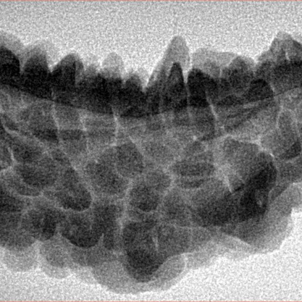 1 Mukhi Rudraksha 39.7mm 5.51gm - Inverse xray