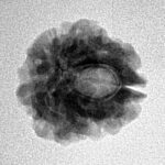 1 Mukhi Rudraksha 17.5mm 2.13gm - Inverse xray