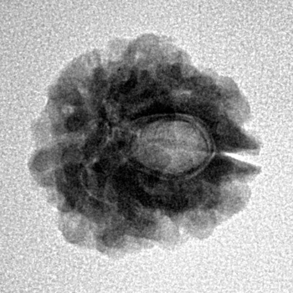 1 Mukhi Rudraksha 17.5mm 2.13gm - Inverse xray