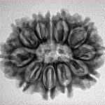 11 Mukhi Rudraksha 25.9mm 3.58gm - Inverse xray