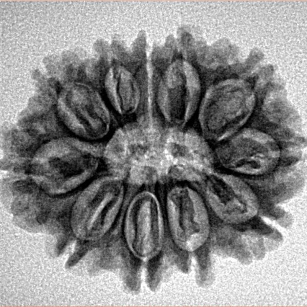 11 Mukhi Rudraksha 25.9mm 3.58gm - Inverse xray