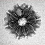 8 Mukhi Rudraksha 21.7mm 2.8gm - Inverse xray