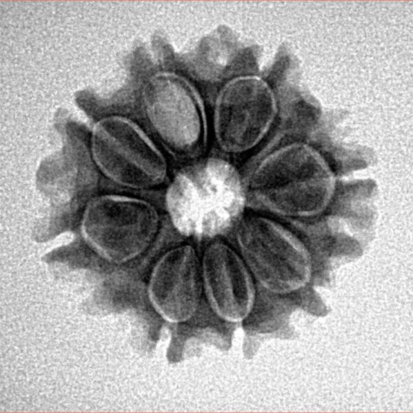 8 Mukhi Rudraksha 21.7mm 2.8gm - Inverse xray