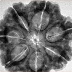 7 Mukhi Rudraksha 29.4mm 7.61gm - Inverse xray