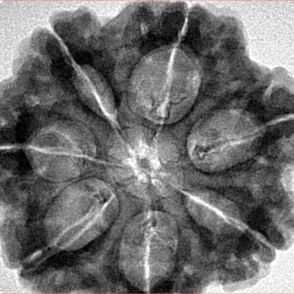 7 Mukhi Rudraksha 29.4mm 7.61gm - Inverse xray