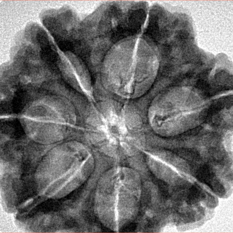 7 Mukhi Rudraksha 29.4mm 7.61gm - Inverse xray