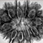 12 Mukhi Rudraksha 32.5mm 7.32gm - Inverse xray