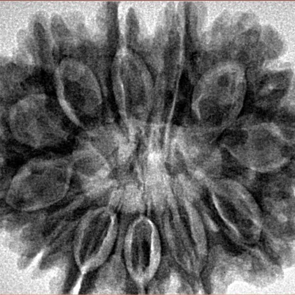 12 Mukhi Rudraksha 32.5mm 7.32gm - Inverse xray