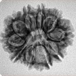 10 Mukhi Rudraksha 24.7mm 3.36gm - Inverse xray