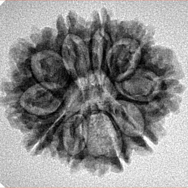 10 Mukhi Rudraksha 24.7mm 3.36gm - Inverse xray