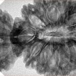 18 MK Gaurishankar 47.1mm 10gm - Inverse xray