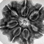 7 Mukhi Rudraksha 28.2mm 6.76gm - Inverse xray