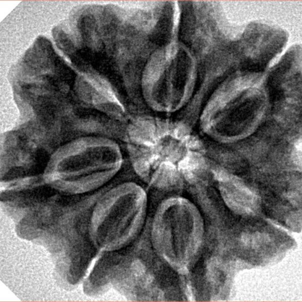 7 Mukhi Rudraksha 28.2mm 6.76gm - Inverse xray