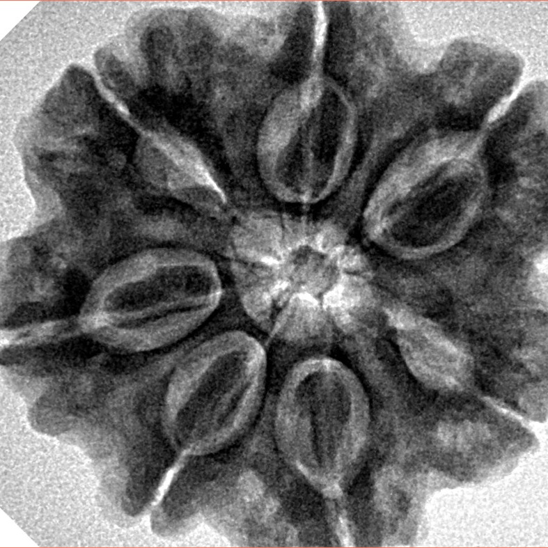 7 Mukhi Rudraksha 28.2mm 6.76gm - Inverse xray