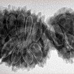 16 MK Gaurishankar 38mm 6.83gm - Inverse xray