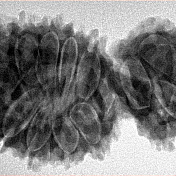 16 MK Gaurishankar 38mm 6.83gm - Inverse xray