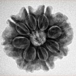 8 Mukhi Rudraksha 24mm 4.6gm - Inverse xray