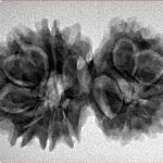 14 Mk Gaurishankar 32mm 5.06gm - Inverse xray